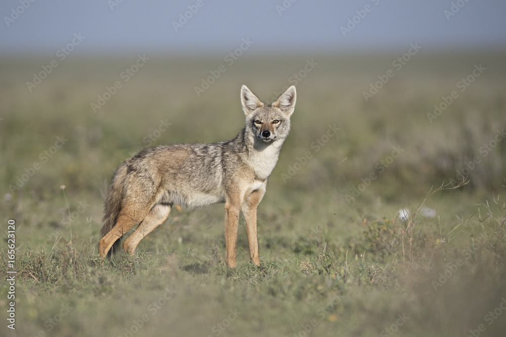 Fototapeta premium Animal