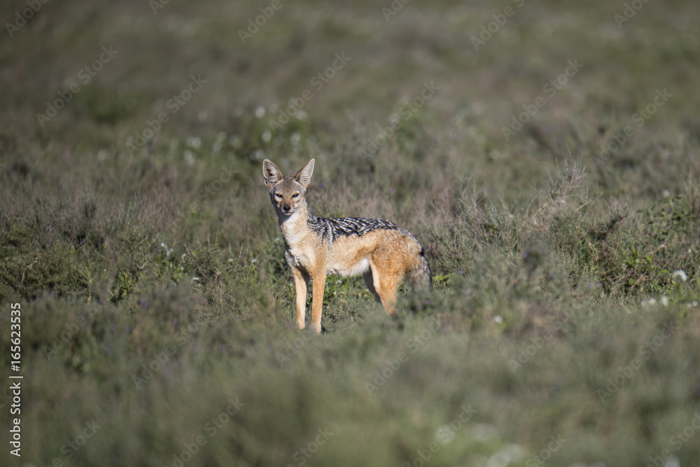 Obraz premium Animal