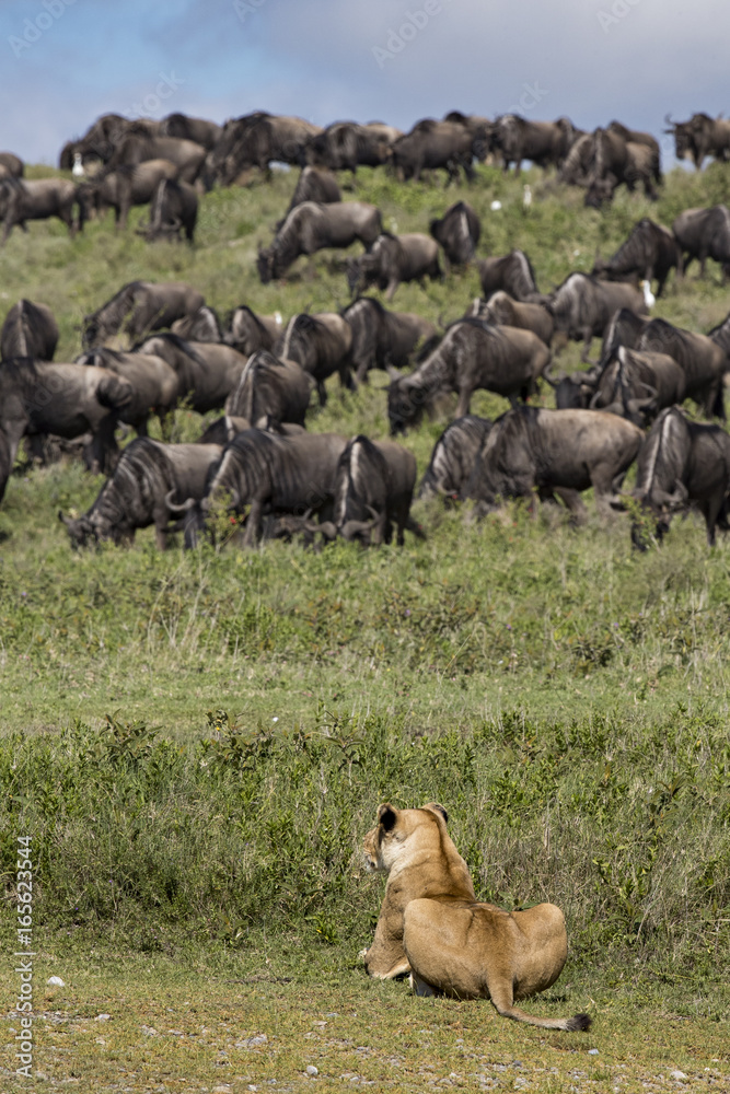 Fototapeta premium Animal