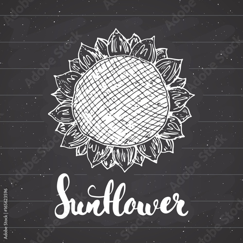 Fototapeta Naklejka Na Ścianę i Meble -  Sunflower sketch with lettering, Vintage label, Hand drawn grunge textured badge, retro logo template, typography design vector illustration on chalkboard background
