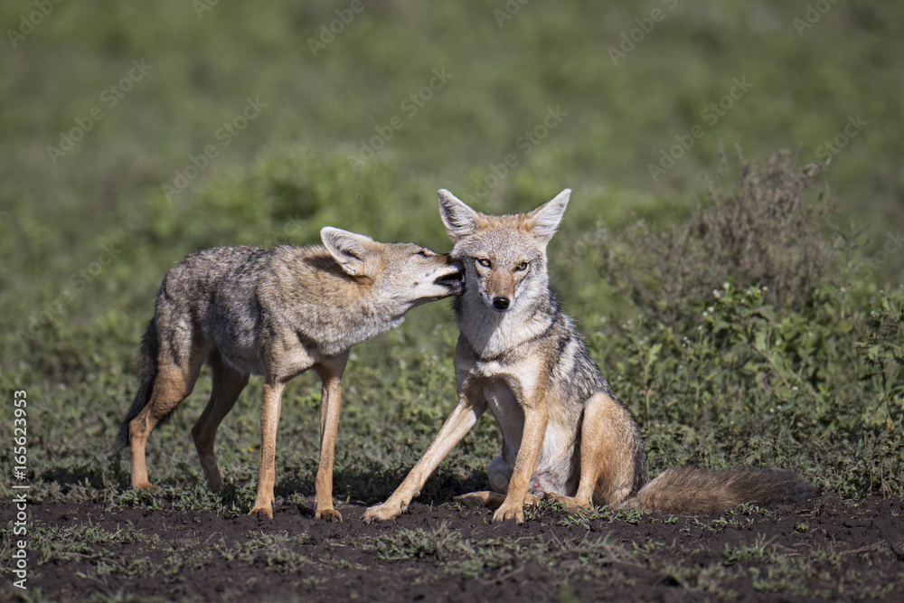 Fototapeta premium Animal