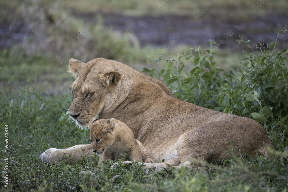 lion lion