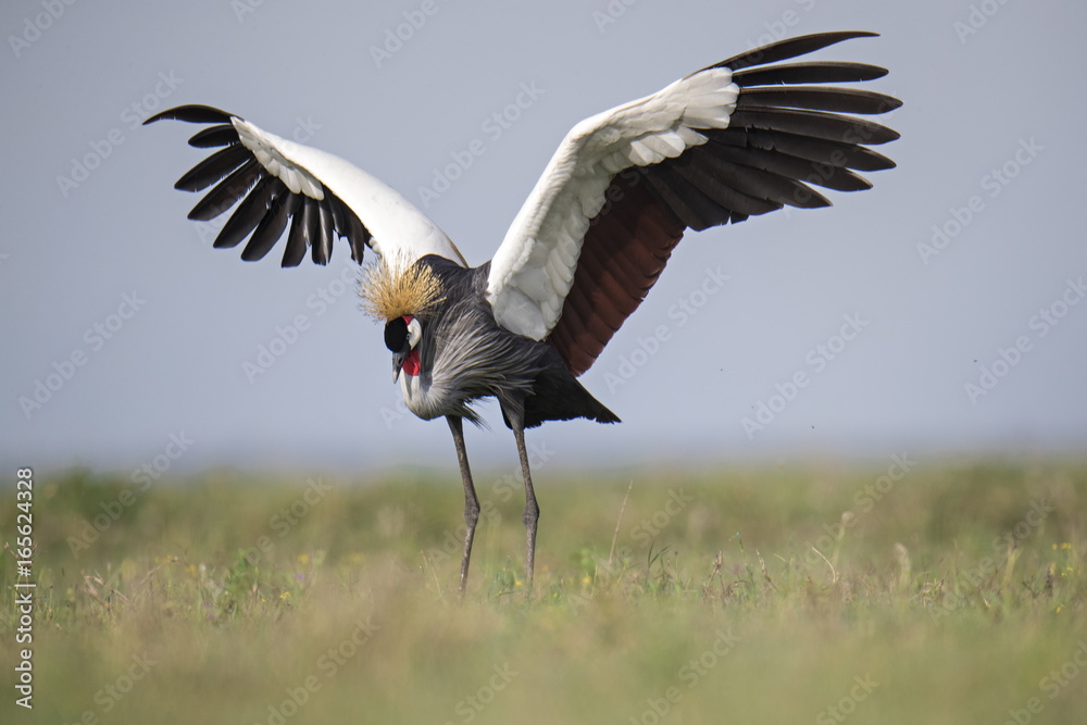 Fototapeta premium Animal