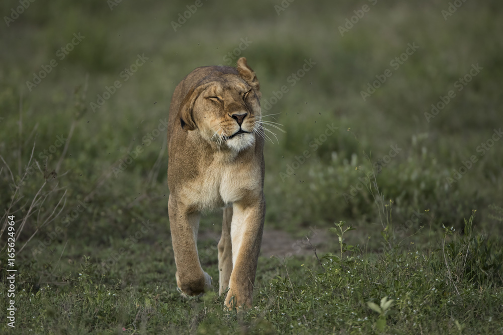lion lion