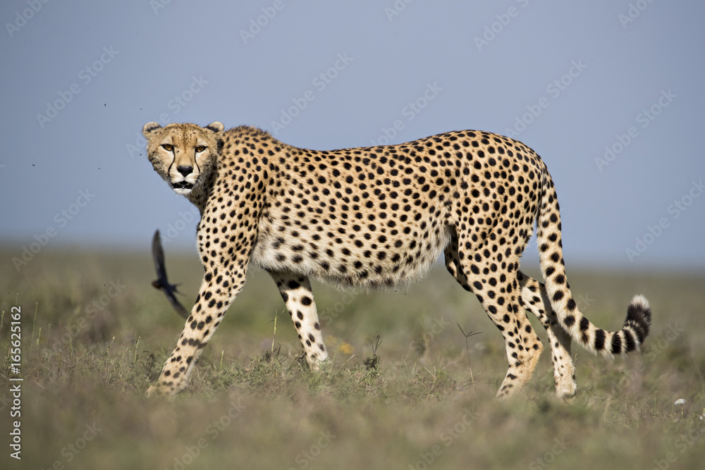 Fototapeta premium Animal