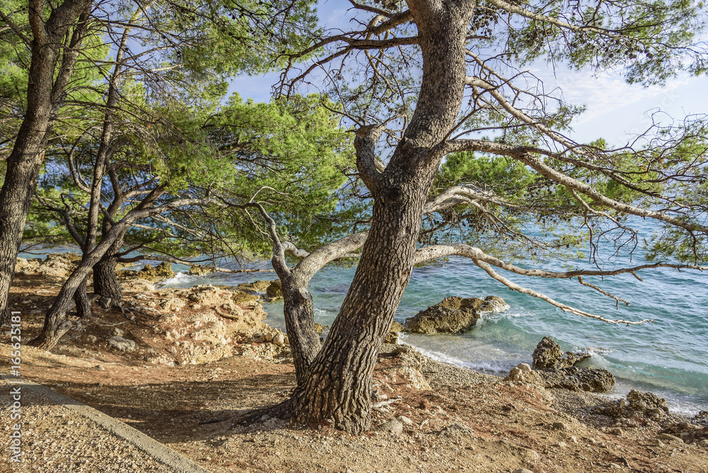 Beautiful pine trees and the shore of the blue sea in the evening. Croatia.