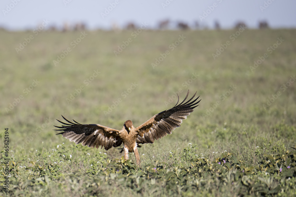 Fototapeta premium Animal