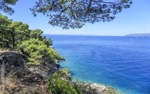 Beautiful pine trees and the shore of the blue sea in the evening. Croatia.