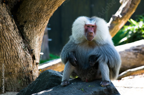 monkey2