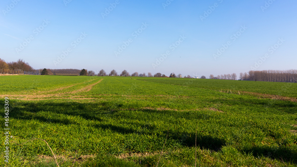 grüne Wiese unter blauem Himmel