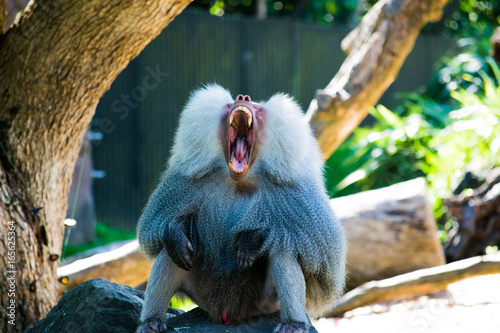 Monkey3