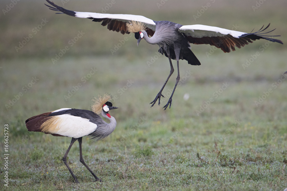 Fototapeta premium Animal