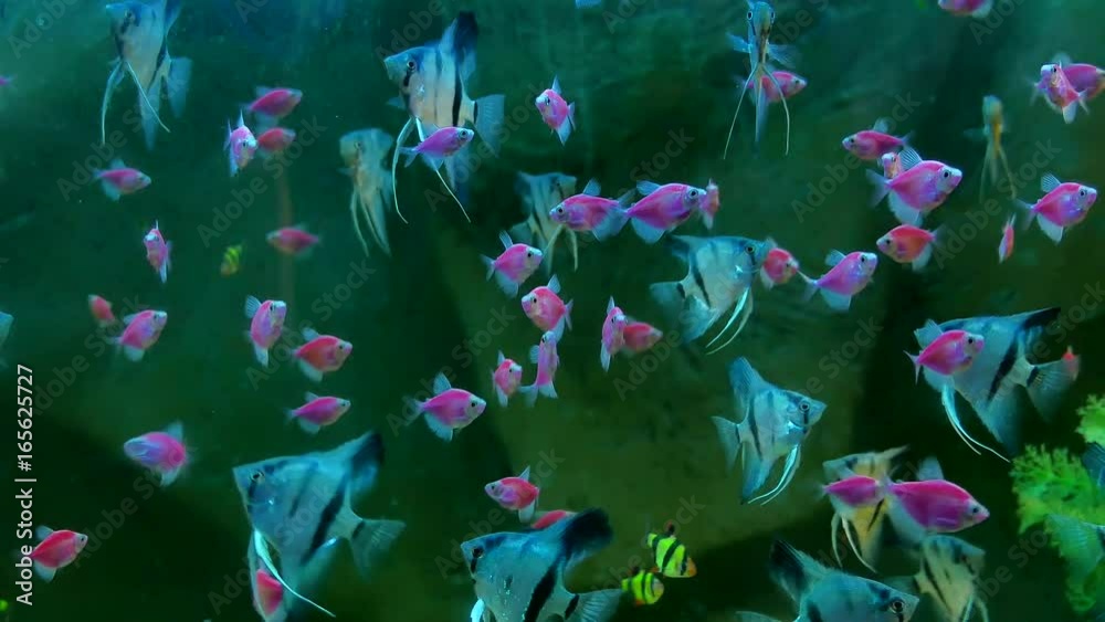 fish pink underwater in ocean. Fish swim in a video 4k sea of beautiful ocean fish pink underwater in ocean. Fish swim in a video 4k sea of beautiful ocean