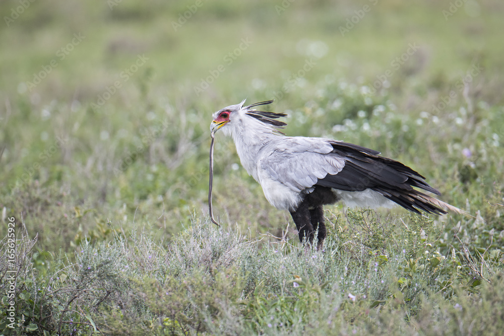 Obraz premium Animal