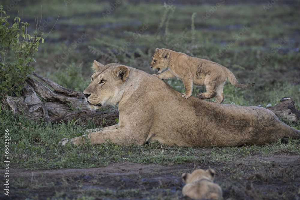 Fototapeta premium lion