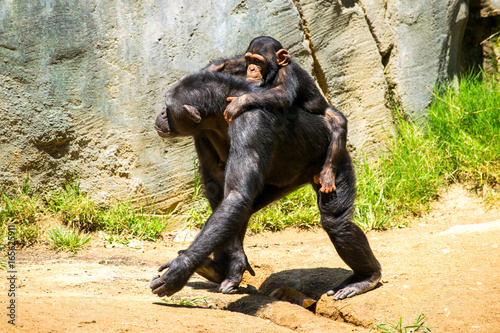 monkey4
