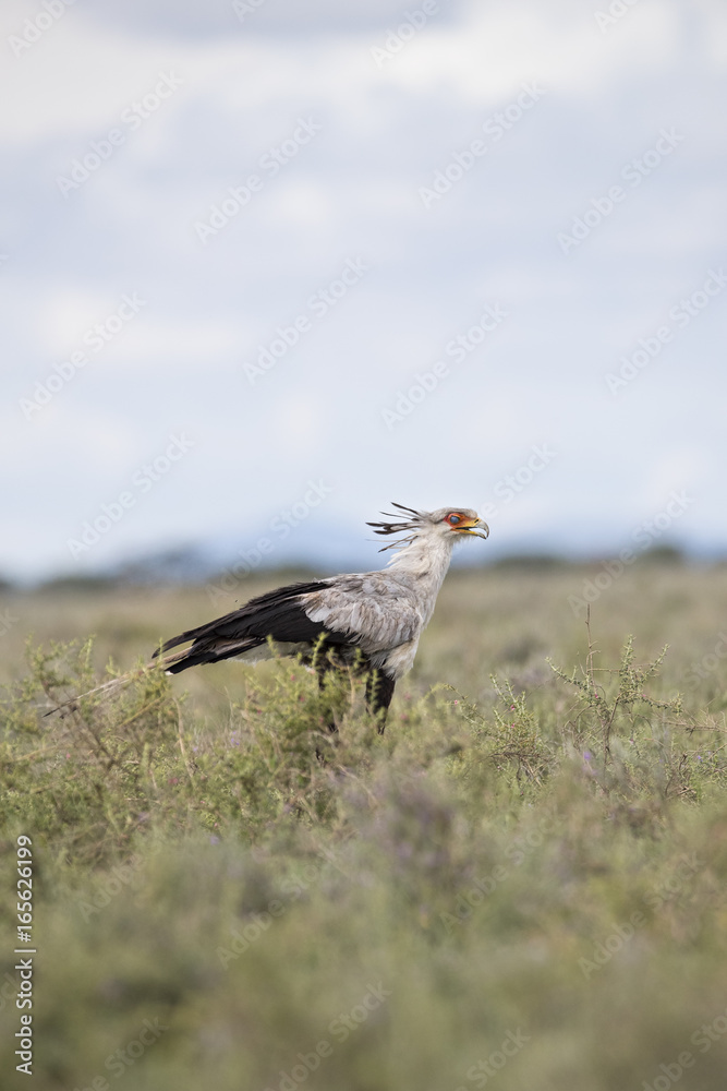 Fototapeta premium Animal