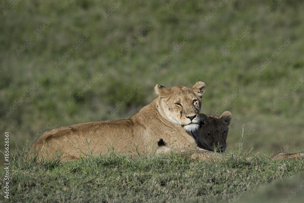 lion