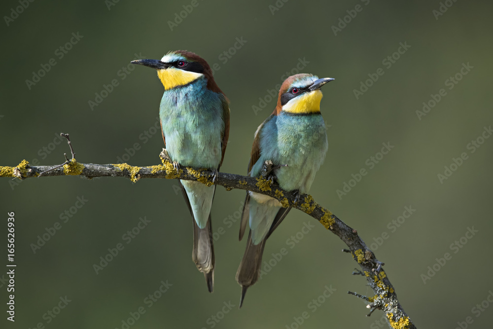 Fototapeta premium animal