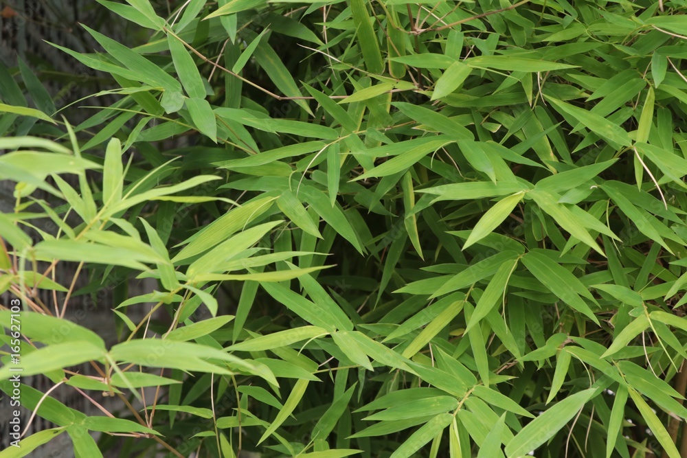 Bamboo leaves green nature background for Chinese new year and culture Bamboo leaves green nature background for Chinese new year and culture