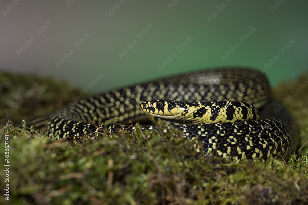 Obraz premium animal