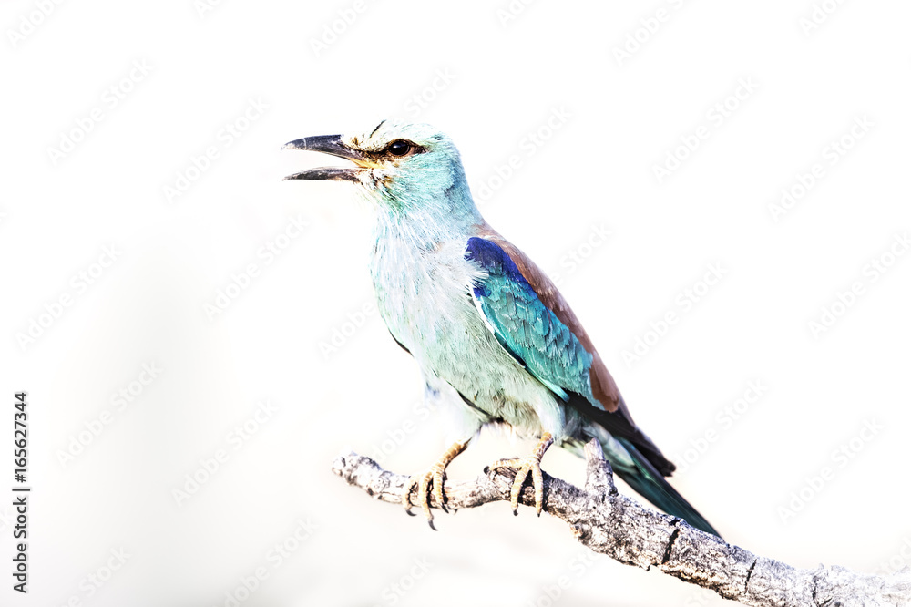 Fototapeta premium animal