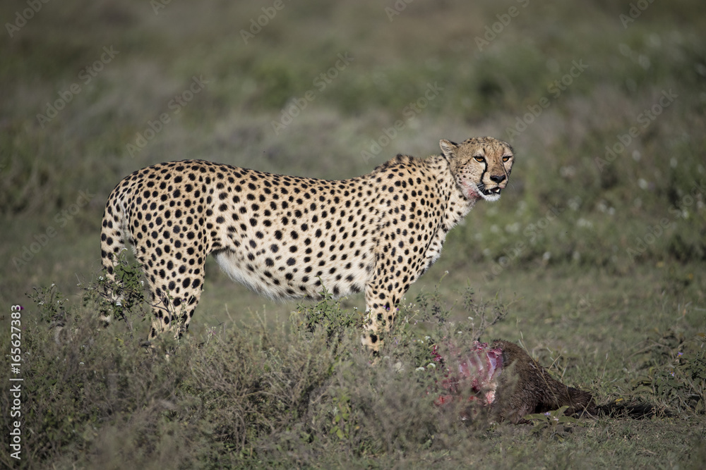 animal animal
