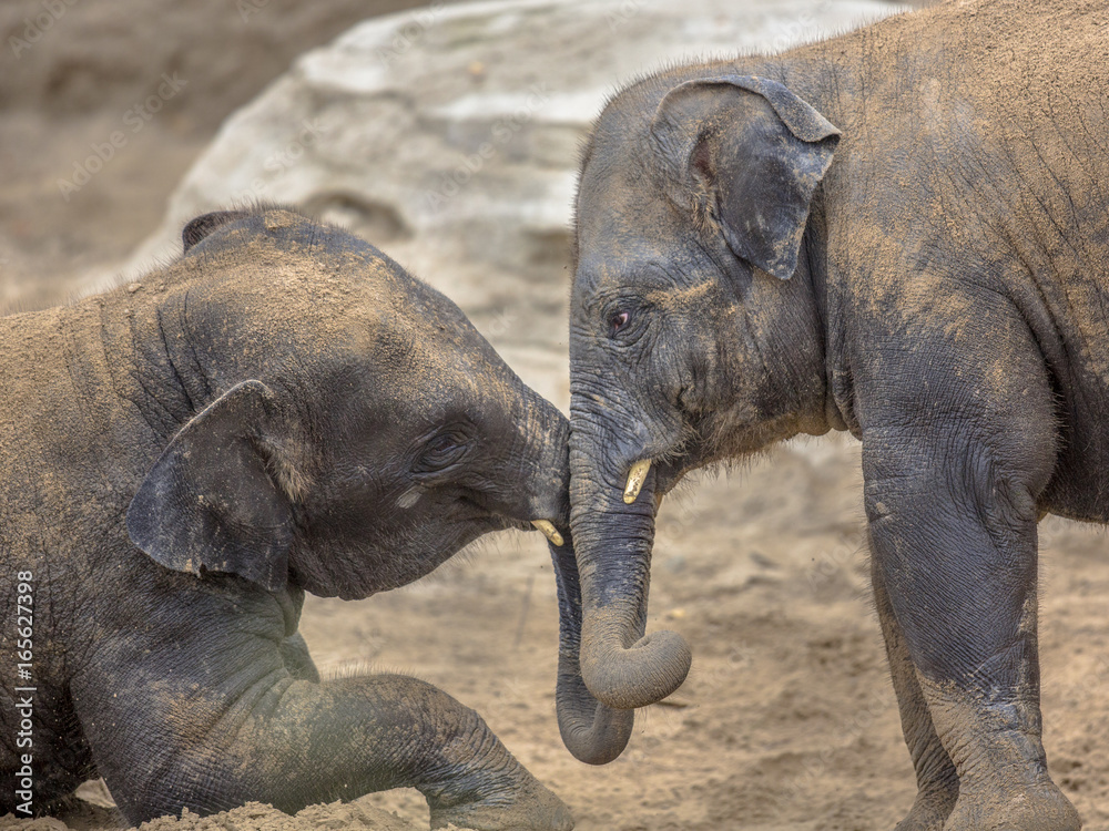 Fototapeta premium Two young elephants romping in sand