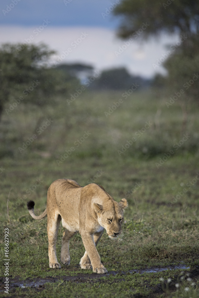 Fototapeta premium lion