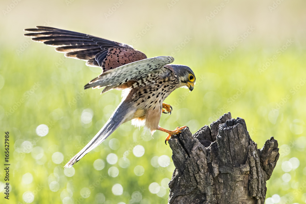 Obraz premium animal