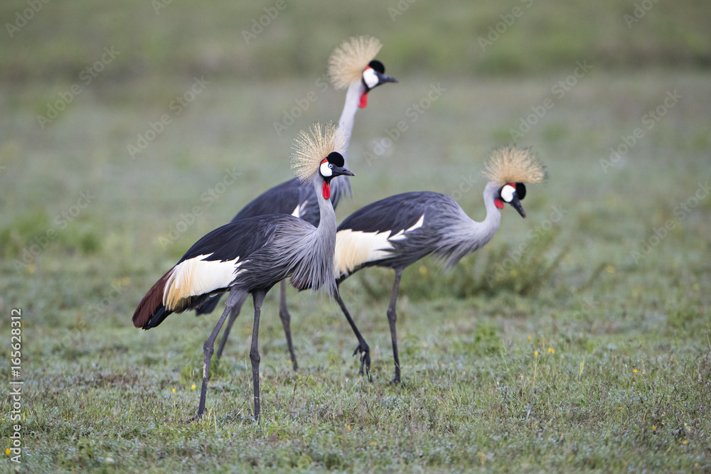 Naklejka premium animal