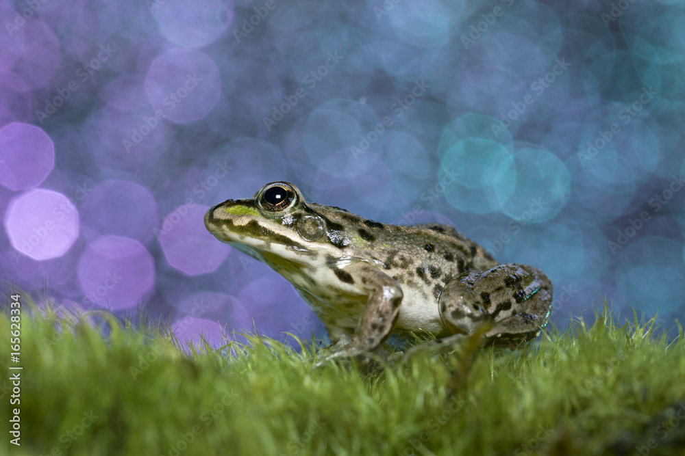 Obraz premium animal