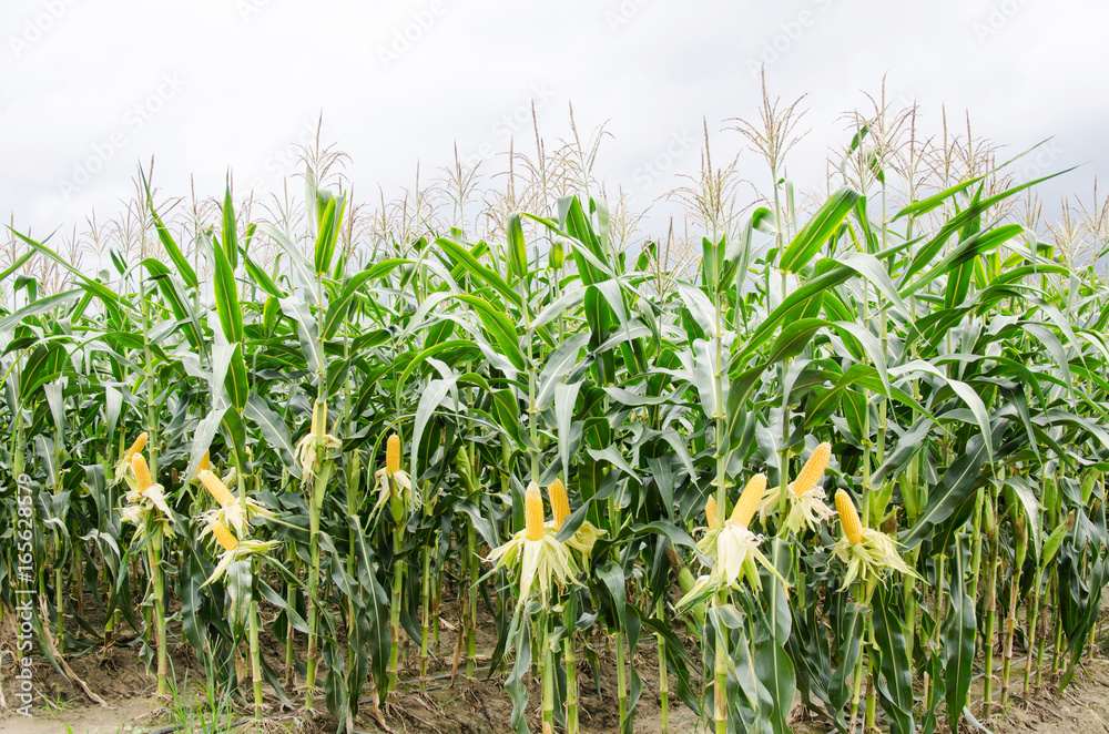 Corn field ready to harvest,Ripe corn cob - obrazy, fototapety, plakaty 