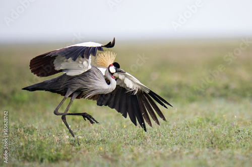 Foto animal