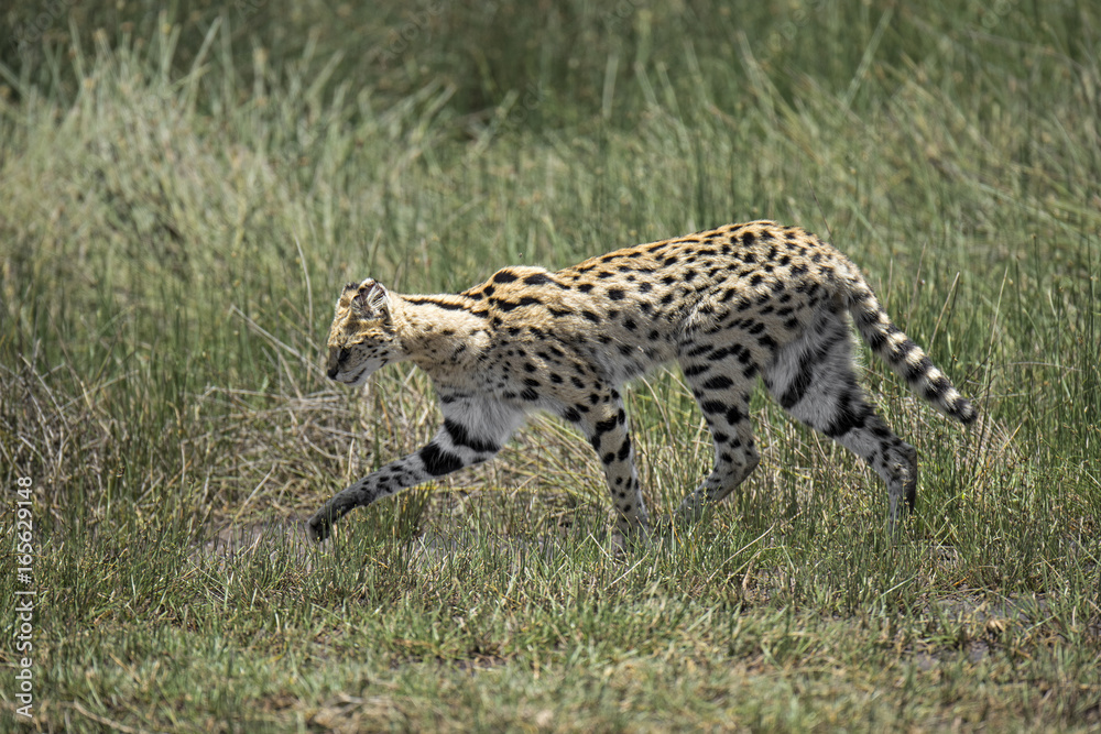 Naklejka premium animal