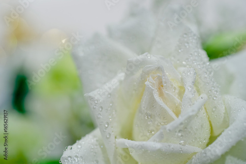 closeup droplet on white rose flower / wedding flower decoration