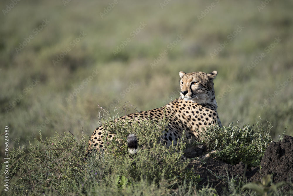 Naklejka premium animal