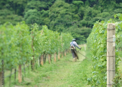 Worker mowing in vineyards