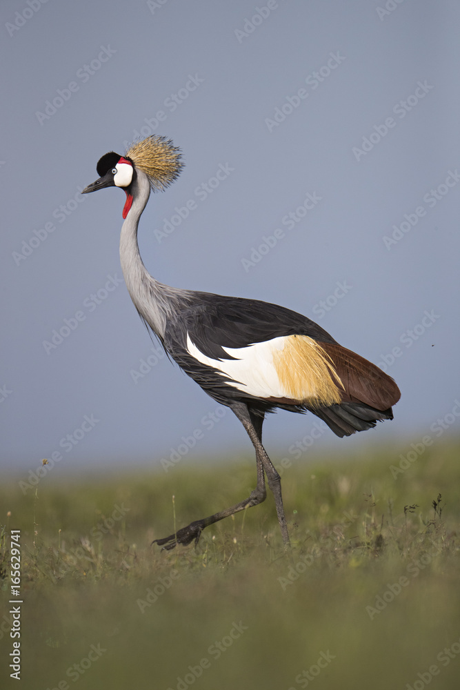 Obraz premium Animal