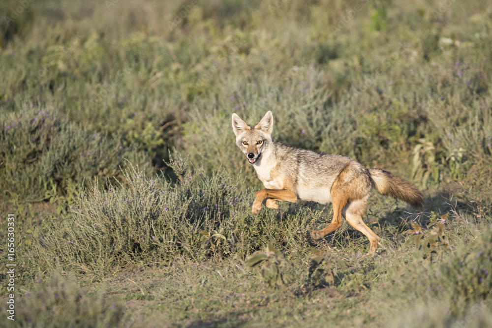 Fototapeta premium animal