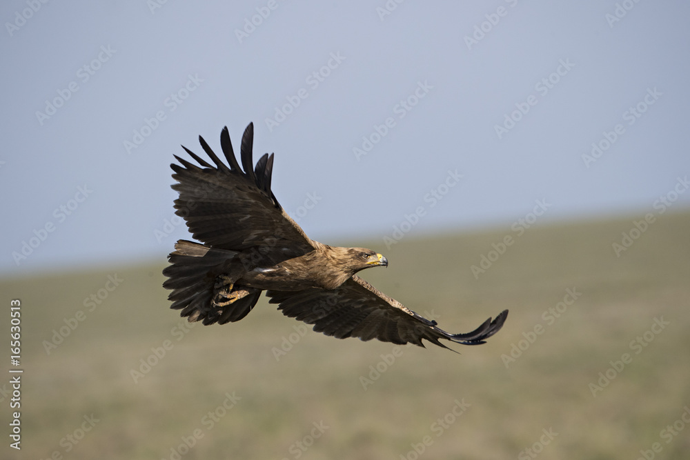 Obraz premium animal