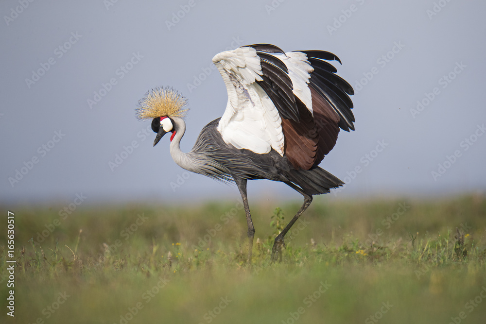 Fototapeta premium animal