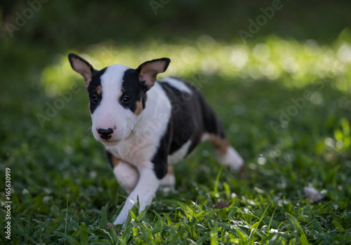 Tricolor puppy walking on green grass