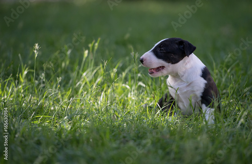 Black and white dog sitting on green grass