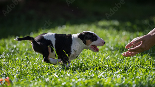Small puppy running to hand