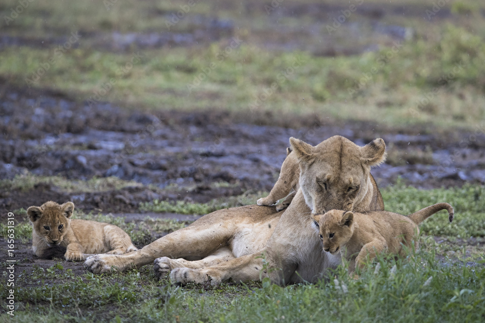 Naklejka premium Animal