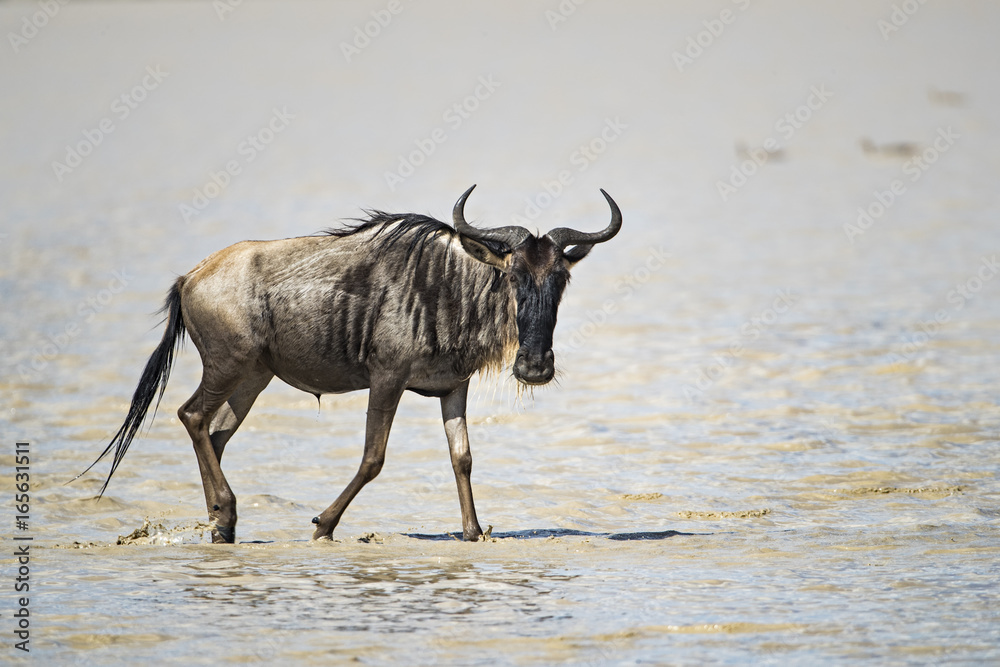 animal animal