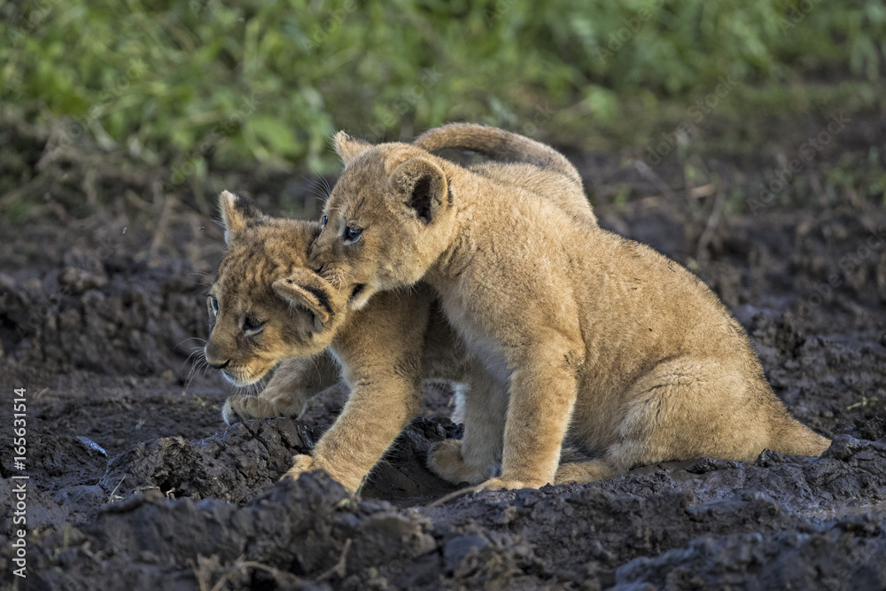 Naklejka premium lion