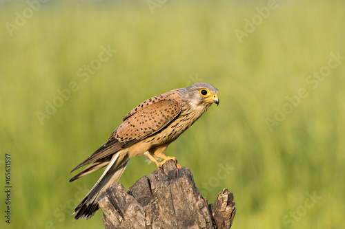 Foto animal