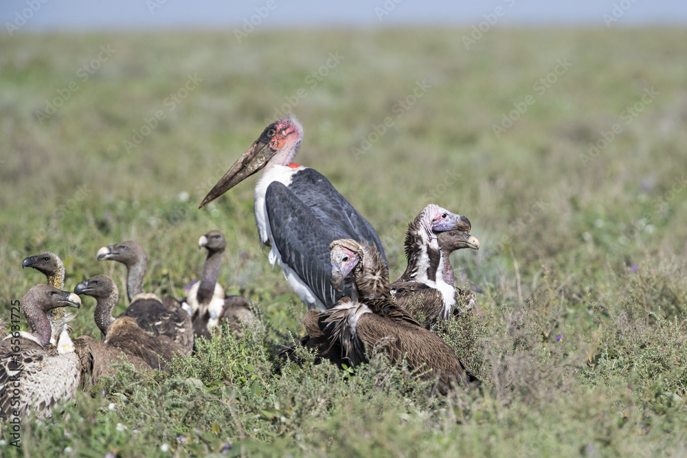 Obraz premium animal